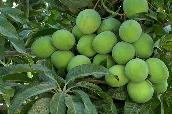 ایستگاه مطالعاتی و تحقیقاتی میوه های گرمسیری در سیستان و بلوچستان ایجاد شود 
