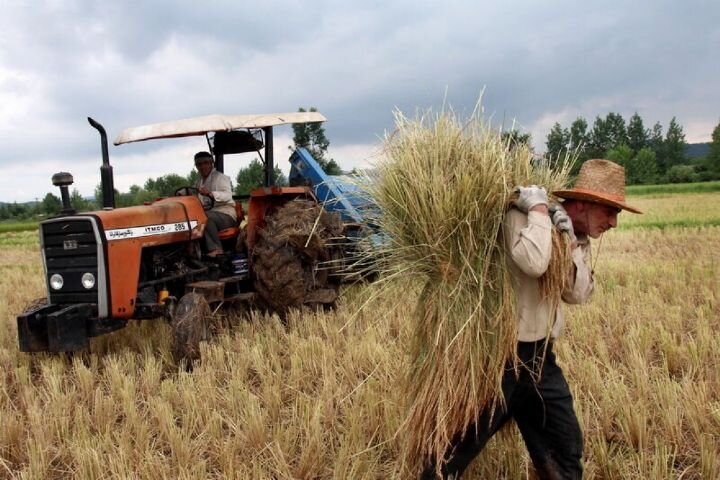 برای جبران هزینه کشاورزان، افزایش خرید تضمینی گندم ضروری است