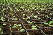 تولید ۲ میلیون قلمه و نشای گیاهان دارویی در لرستان/ ۶ هکتار گلخانه مدرن در کوهدشت احداث می‌شود