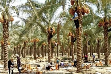 نخلستان‌های خوزستان باید از تجارت خارجی خرما منتفع شوند