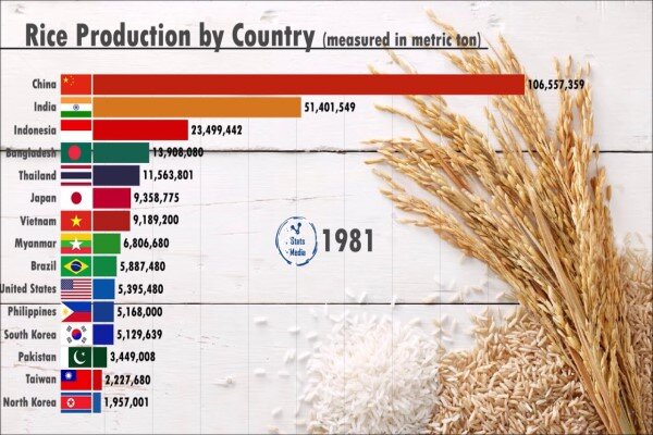 آسیا بی رقیب در تولید برنج