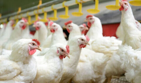 پرداخت تسهیلات با نرخ ترجیحی به تولیدکنندگان مرغ لاین آرین