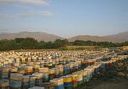 فعالیت ۲۵۰۰ بهره بردار زنبور عسل در همدان