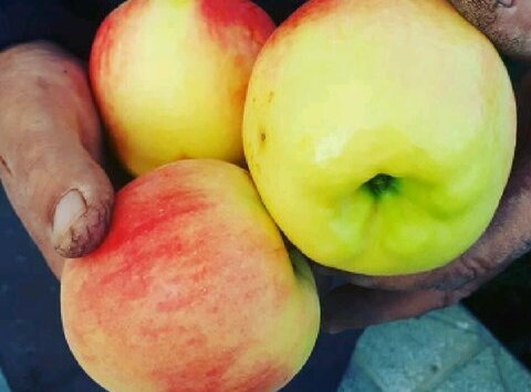 برداشت بیش از  ۶۰ هزار  تن سیب درختی از باغ‌های شهرستان مشهد