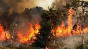 آتش همچنان در کمین جنگل‌های کردستان/ مهار حریق با دستانی خالی