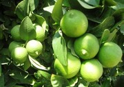 «ماژین» بزرگترین کانون تولید لیمو ترش در ایلام