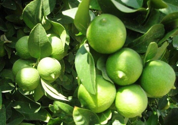 درآمد باغداران چرامی از کشت لیمو ۱۵ میلیارد تومان است