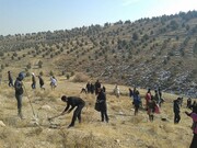 فعالیت ۶۳۰۰ همیار طبیعت در استان همدان
