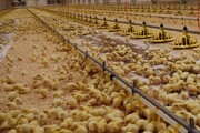 جوجه‌ریزی در مرغداری‌های قزوین ۶ درصد افزایش یافت