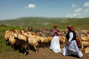  ضریب نفوذ صندوق بیمه اجتماعی روستاییان و عشایر در زنجان ۳۴ درصد است