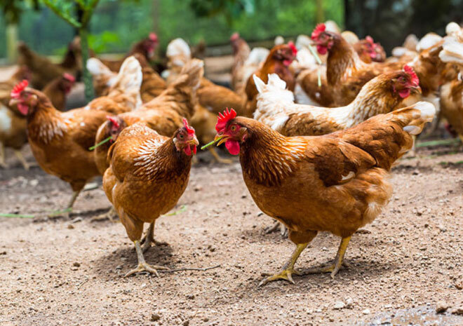 پرورش مرغ محلی بازه اقتصادی مناسبی برای روستائیان دارد
