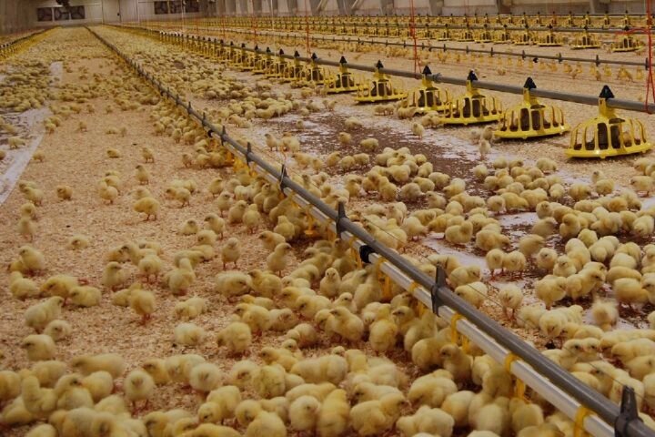 رشد ۱۸ درصدی جوجه ریزی در مرغداری‌های گیلان