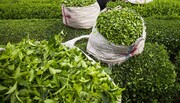 ارزش چای خریداری شده در شمال ۳۴۰ میلیارد تومان است