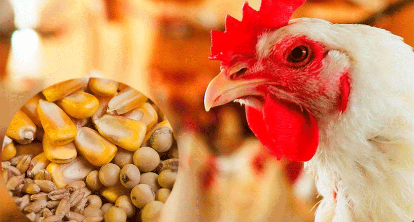 زمزمه حذف ارز ترجیحی باعث کاهش تولید در مرغداری ها شد| ۸۰ درصد خوراک مرغ وارداتی است
