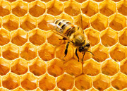 رونق تولید عسل در شهرستان چرداول