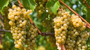 ۴۰۰ هزار تن انگور در باغات قزوین تولید می‌شود