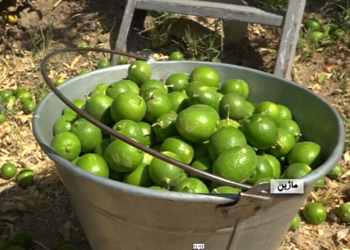 گزارشی از بزرگترین کانون تولید لیمو ترش در ایلام