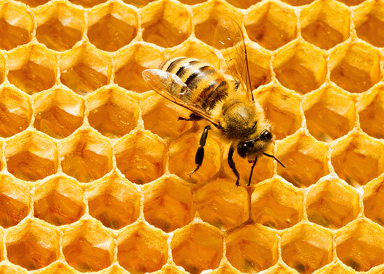 لزوم شناسنامه‌دار کردن فرآورده‌های زنبورعسل در همدان/ مافیای واردات «ژل رویال» سرنگون شود