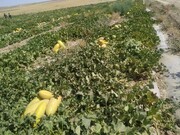 ۱۰ هزار هکتار از مزارع کشاورزی قزوین به زیرکشت محصولات جالیزی می‌رود