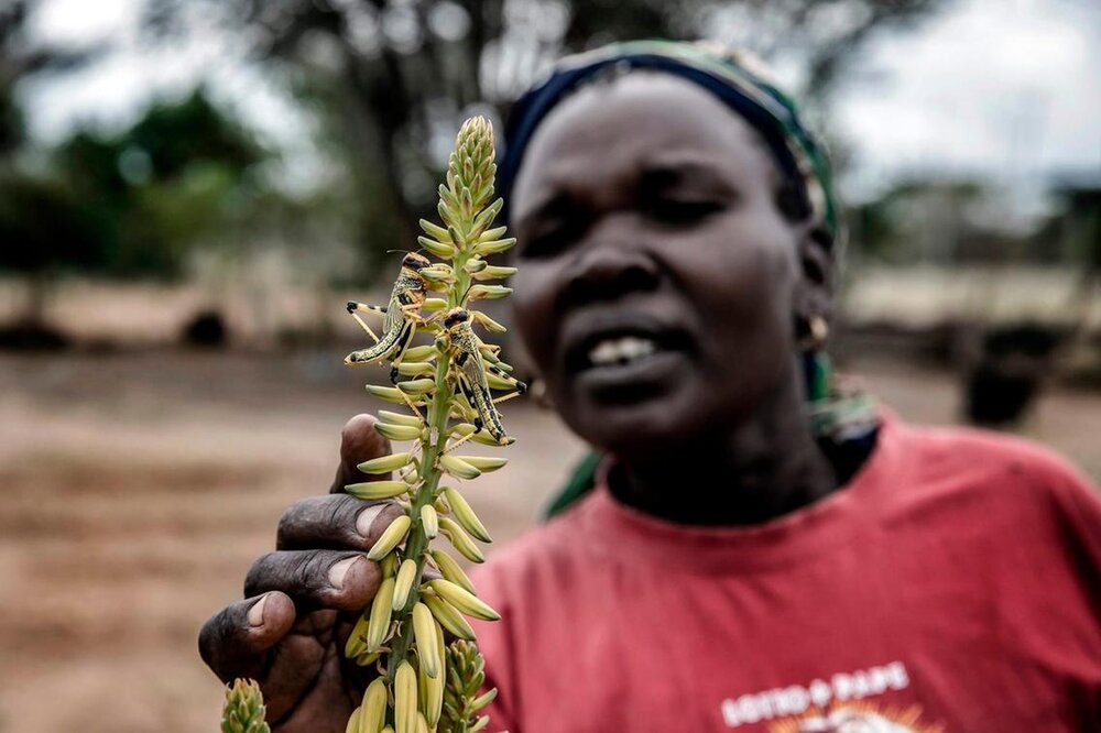 هجوم ملخ ها به زمین‌های کشاورزی کنیا