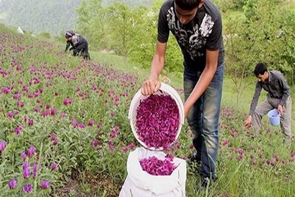 غفلت از ظرفیت اشتغالزای گیاهان دارویی در استان ایلام