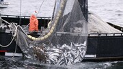 ۱۰۵ کارخانه کنسرو ماهی تعطیل شدند