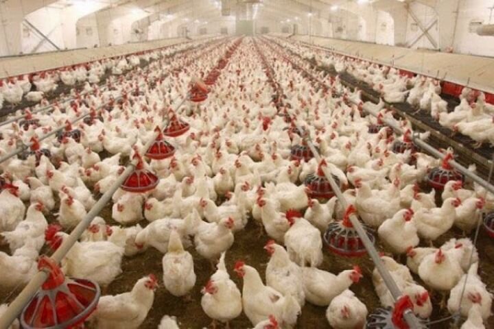 پیش بینی افزایش تولید مرغ با توجه به جوجه‌ریزی در ماه های اخیر