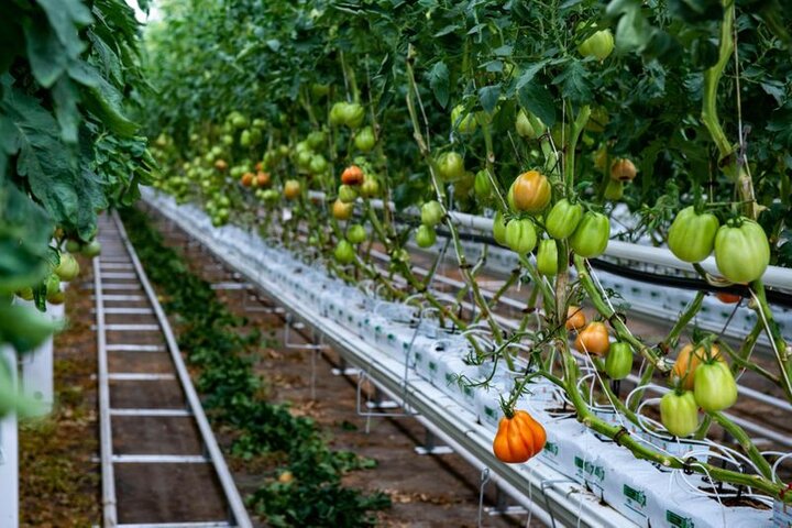 احداث گلخانه در داخل شهرک های کشاورزی آذربایجان شرقی
