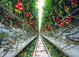 کشاورزی عمودی؛ افزایش تولیدات ارگانیک بدون آسیب زیستی