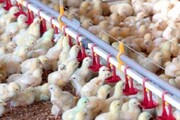 جوجه‌ریزی در مرغداری‌های قزوین ۱.۵ میلیون قطعه افزایش یافت