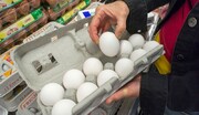 تولید تخم مرغ مقرون به صرفه نیست؛ مرغ‌های تخم‌گذار در صف کشتار
