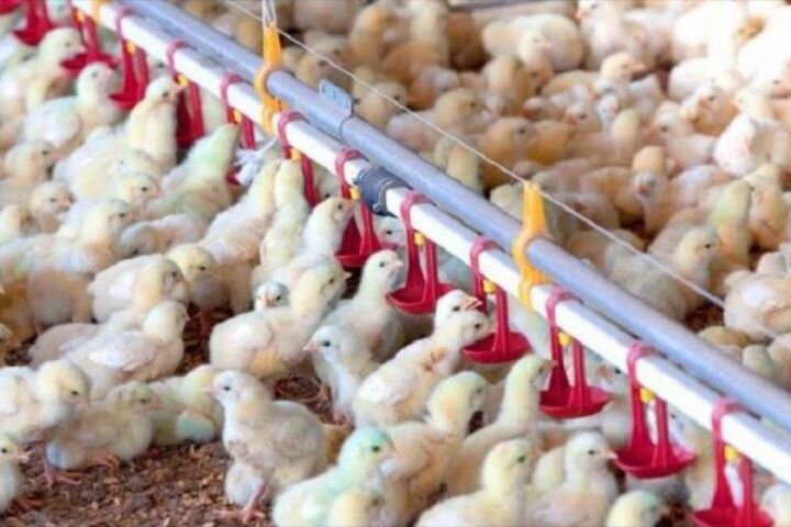 جوجه ریزی در مرغداری‌های قزوین ۷.۶ درصد رشد یافت