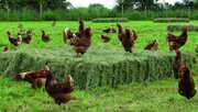 تولید مرغ ارگانیک در ایران ادعایی بیش نیست