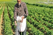 تامین ۷۷ هزار تن کودشیمیایی مورد نیاز کشاورزان در همدان