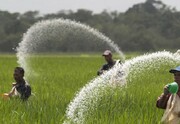 افزایش تقاضای مصرف کودهای شیمیایی توسط کشاورزان همدانی