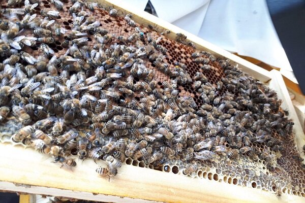 فعالیت ۷ واحد پرورش ملکه زنبورعسل در استان همدان 