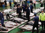بازار ماهی تن در توکیو