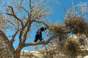 لورانتوس؛ عامل اصلی تهدید کننده درختان بلوط استان ایلام