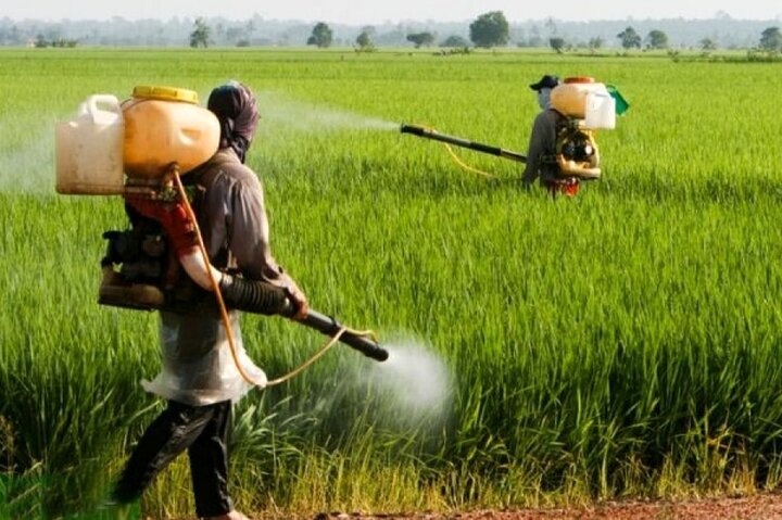 مبارزه شیمیایی با آفت سن غلات در ۴۵۰۰ هکتار از مزارع کشاورزی همدان