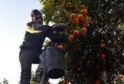 دلالان زودتر از تنظیم بازاری‌ها به باغات رسیدند/ پرتقال با طعم نگرانی