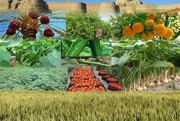 خرید توافقی ۱۶۵ هزارتن انواع محصولات کشاورزی در استان قزوین