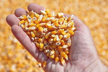 قیمت انواع نهاده های دامی و محصولات کشاورزی ۱۳ اردیبهشت ۱۴۰۳