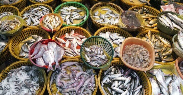 ارزش ۸ و نیم میلیارد دلاری بازار پودر ماهی تا سال ۲۰۳۱ | یکه تازی چین در بازار غذای ماهی شرق آسیا