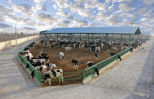 شیر مازاد دامداری ها جمع آوری می شود| وجود ۱۱ روغن کشی در مازندران