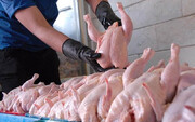 ممنوعیت صادرات مرغ تا اطلاع ثانوی