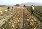 ۵۰۰ هزار تن سیب‌زمینی انباری نتیجه خلأ صنایع تبدیلی در همدان