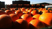 تصمیمات ستاد تنظیم بازار برای ذخیره سازی سیب و پرتقال