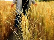 اجرای طرح یاوران تولید با محوریت گندم دیم در آذربایجان‌شرقی
