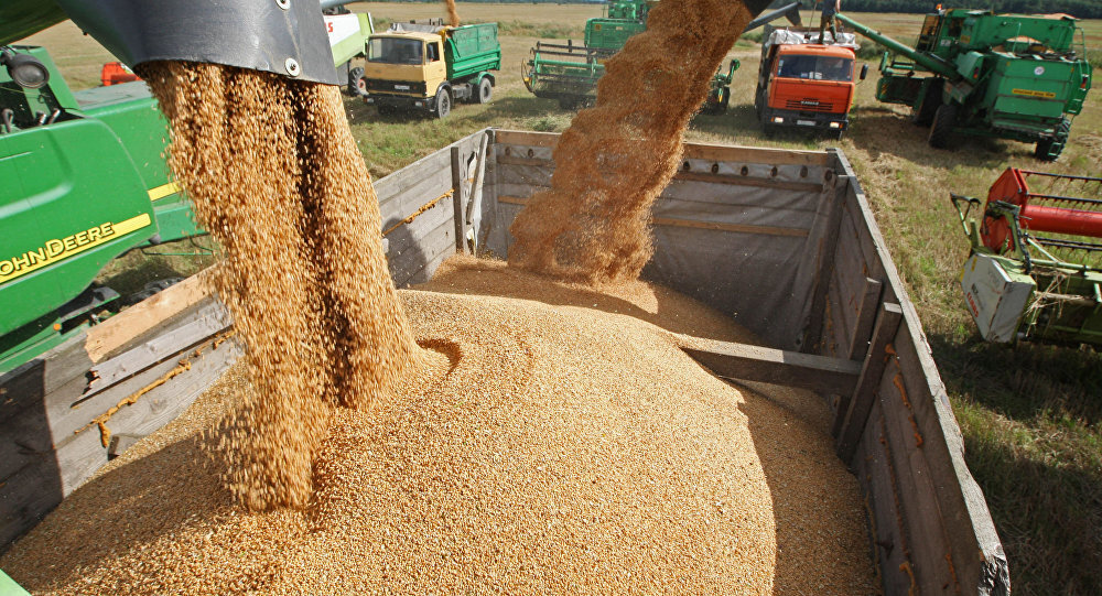 ارتقای تولید گندم با استفاده از شرکت‌های دانش بنیان | <a href=