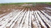 شوری خاک کشاورزی خراسان شمالی را تهدید می‌کند